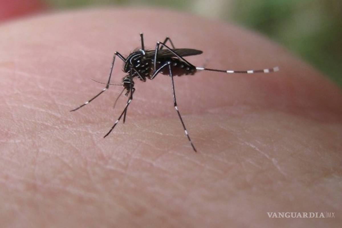 ¡Alerta! Se triplican los casos de dengue en México; los decesos también aumentaron en un año