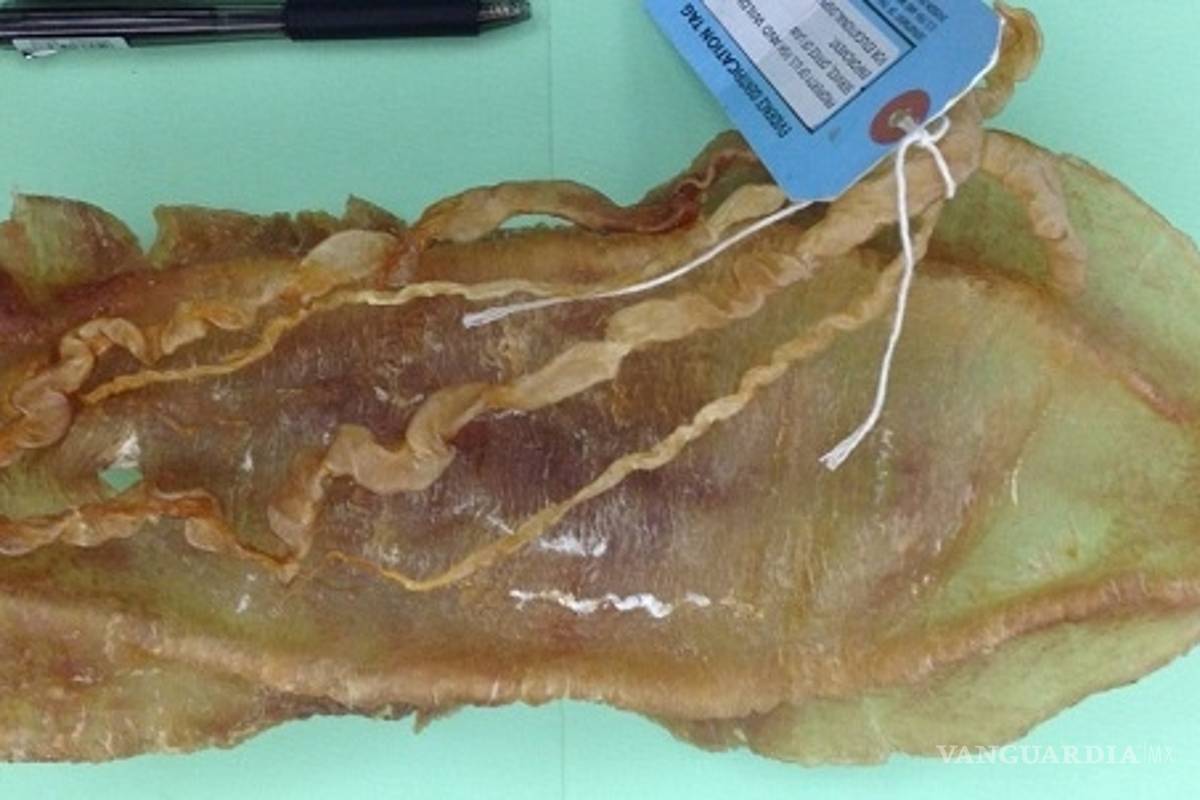 Ratifican penas por Totoaba