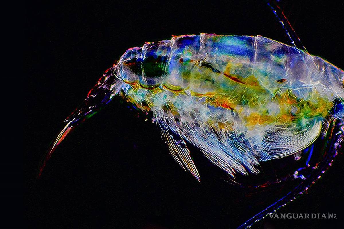 Descubren cómo el pequeño crustáceo Pontella mediterranea puede ser uno de los mayores reservorios de microplásticos del mar