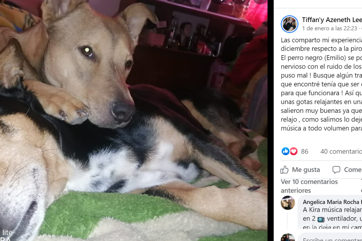 Saltillo: 19 mascotas siguen perdidas tras salir de sus casas por pirotecnia en fiestas decembrinas