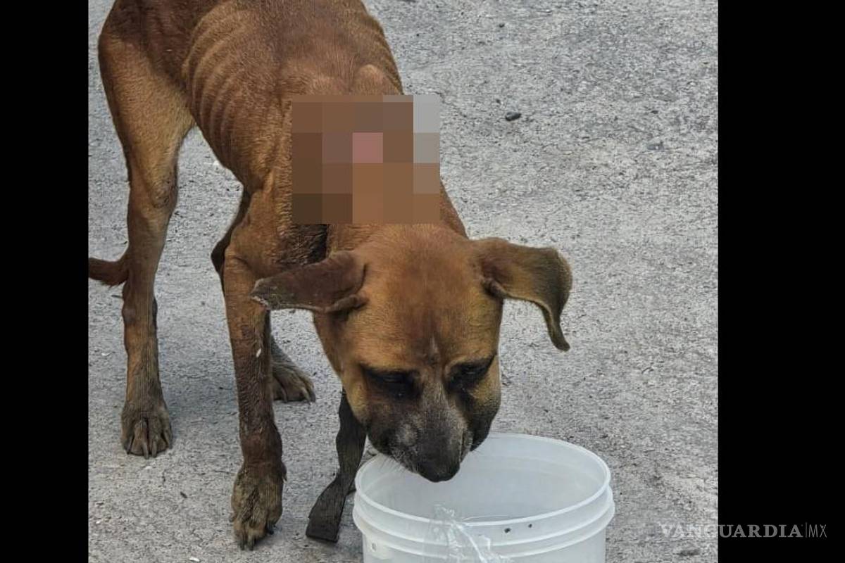 Taxista de perritos en Saltillo rescata a can con maltrato extremo y convoca a apoyo ciudadano