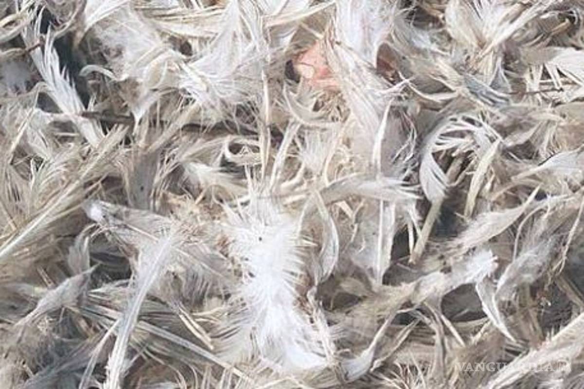 Mexicanos plantean uso de queratina de pluma de pollo para remover metales tóxicos del agua