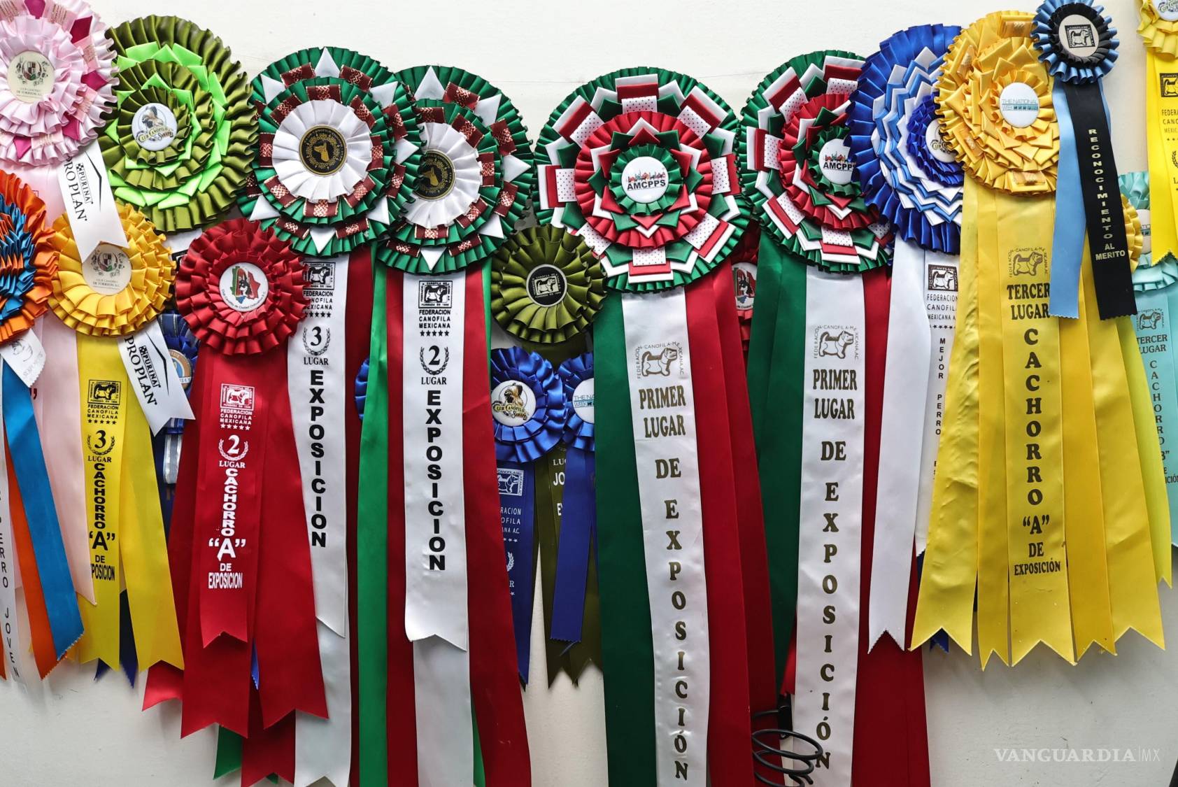 $!Con más de diez certificaciones —dos de ellas en colorimetría—, el equipo garantiza un entorno esterilizado y amigable para las mascotas.