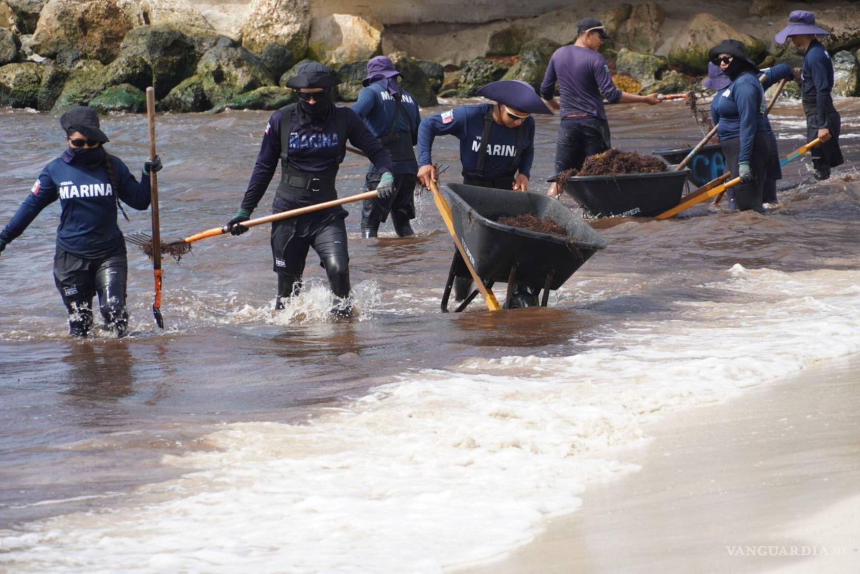 $!Una menor presencia de sargazo se observa en las playas de Playa del Carmen, gracias al trabajo permanente de los elementos de la Marina.