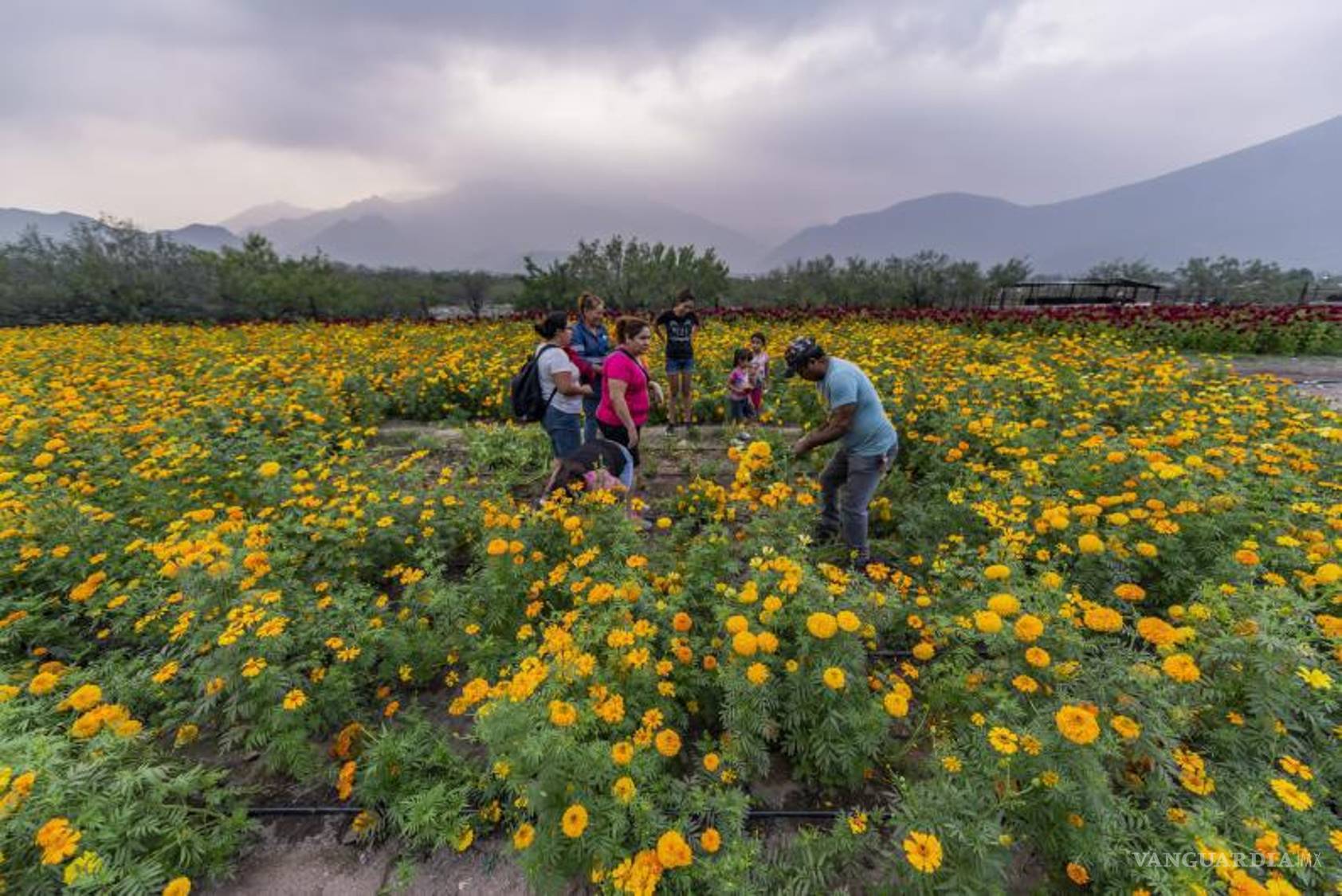 $!Turismo de cempasúchil en el estado de Nuevo León.