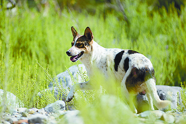 $!Don Pedro, el pastor del Cañón de San Lorenzo y sus 14 chivías