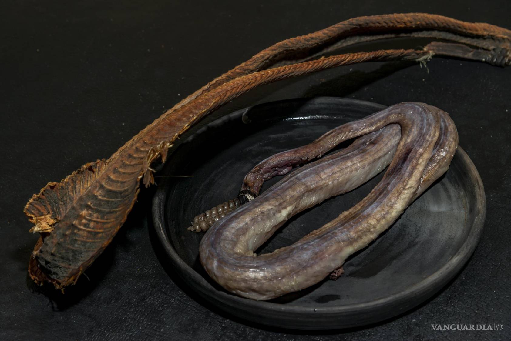 $!La víbora de cascabel, un ingrediente ancestral, se convirtió en medicina y alimento en las comunidades rurales.