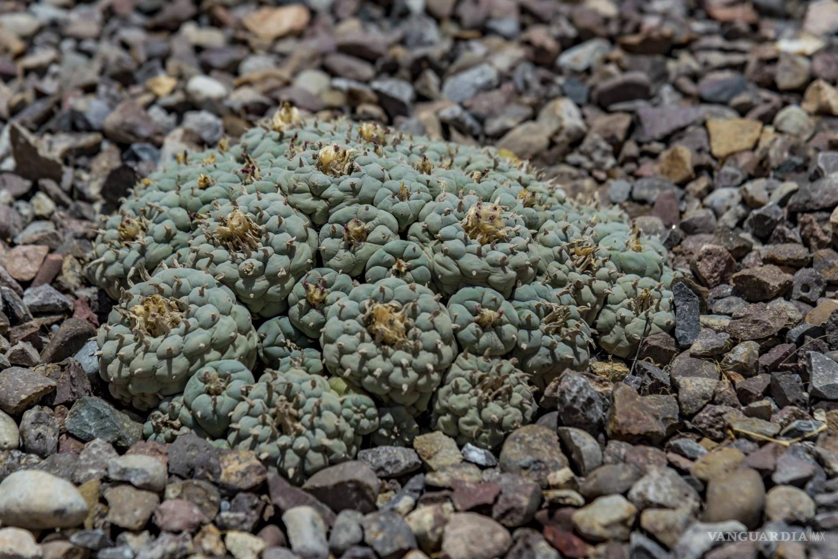 $!La biodiversidad única del Jardín Etnobiológico, testimonio de la labor del CIJE.