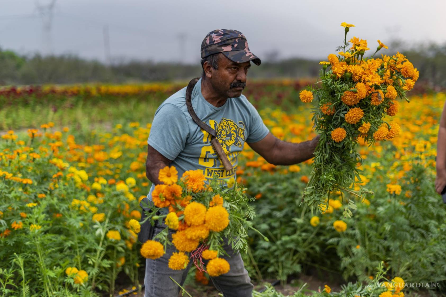 $!Sinfonía de colores, una maravilla floral en auge.