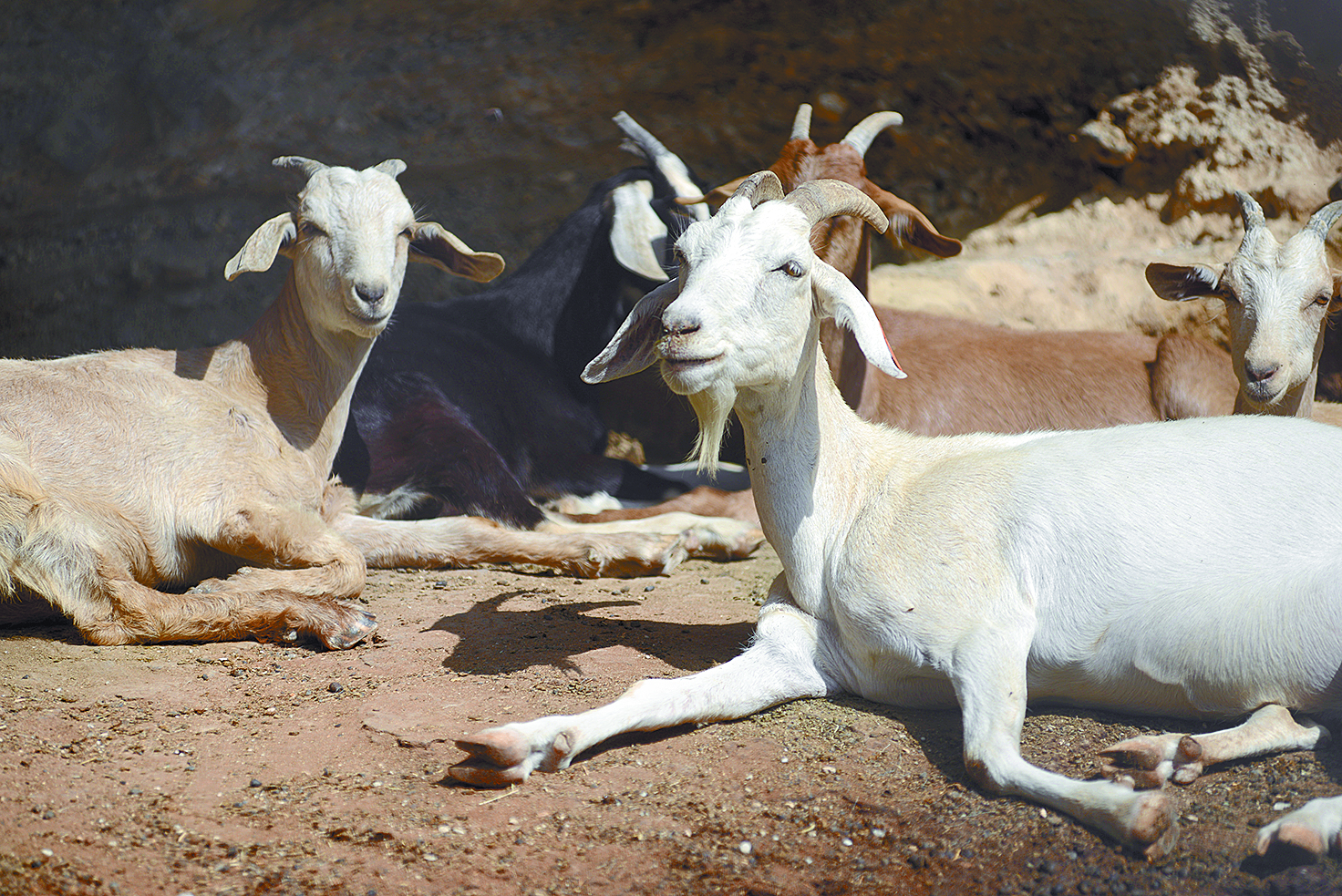 $!Don Pedro, el pastor del Cañón de San Lorenzo y sus 14 chivías
