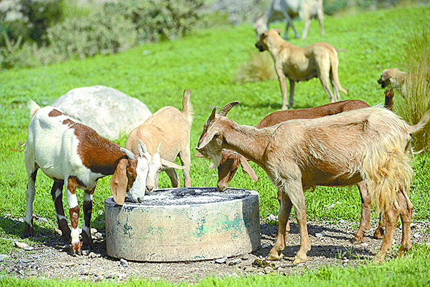 $!Don Pedro, el pastor del Cañón de San Lorenzo y sus 14 chivías