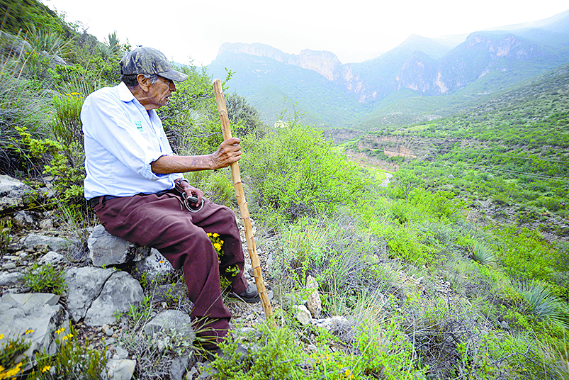$!Don Pedro, el pastor del Cañón de San Lorenzo y sus 14 chivías