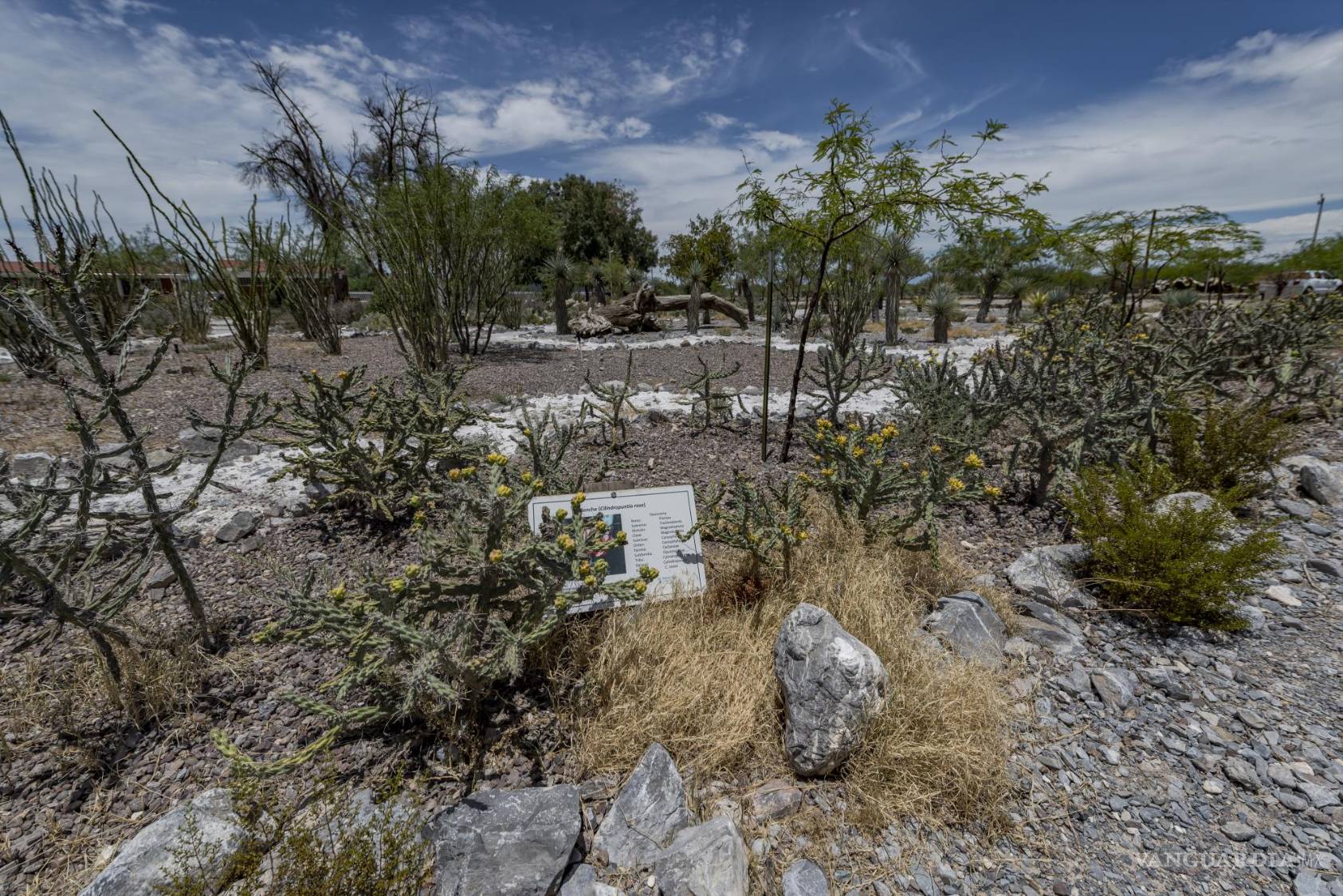 $!Flora adaptada a la aridez de Viesca, una muestra de la vida resiliente del desierto.