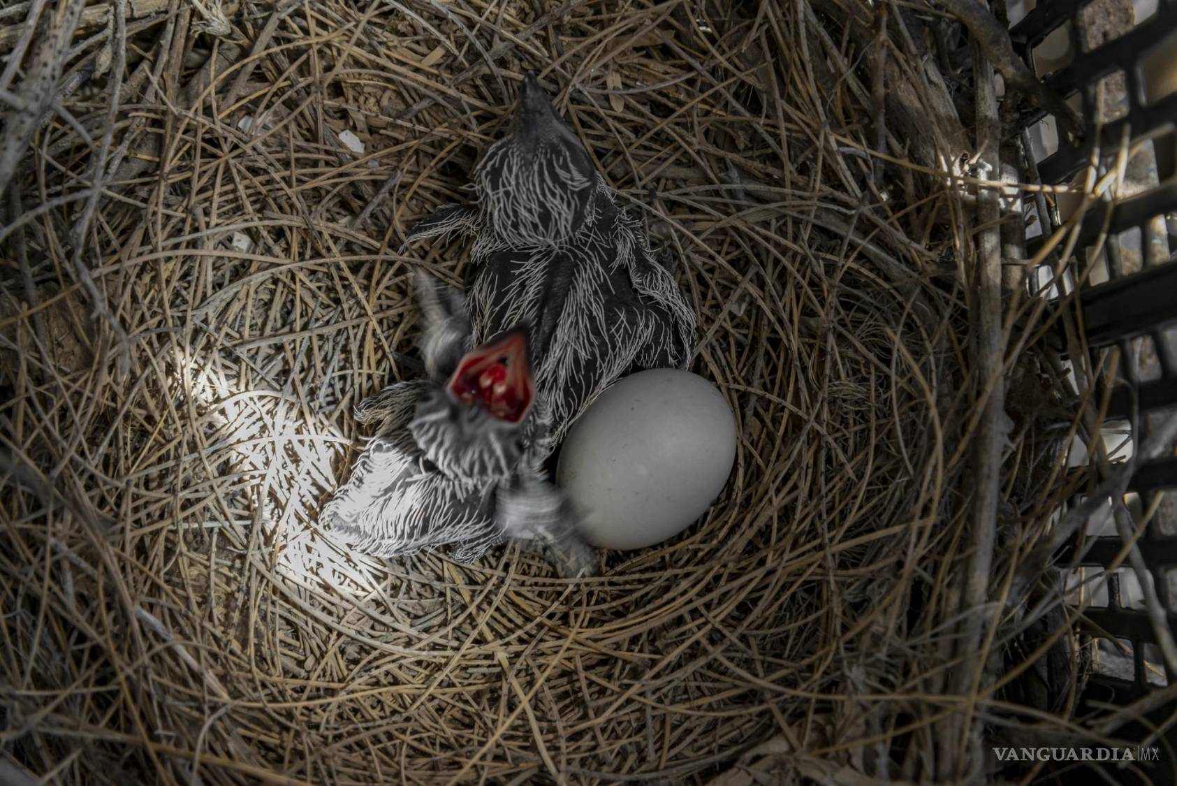 $!Entre las distintas actividades de investigación y divulgación que realiza el CIJE, sin duda una de las más destacadas es la reproducción de especies en peligro de extinción y endémicas tanto de Coahuila como de Viesca.