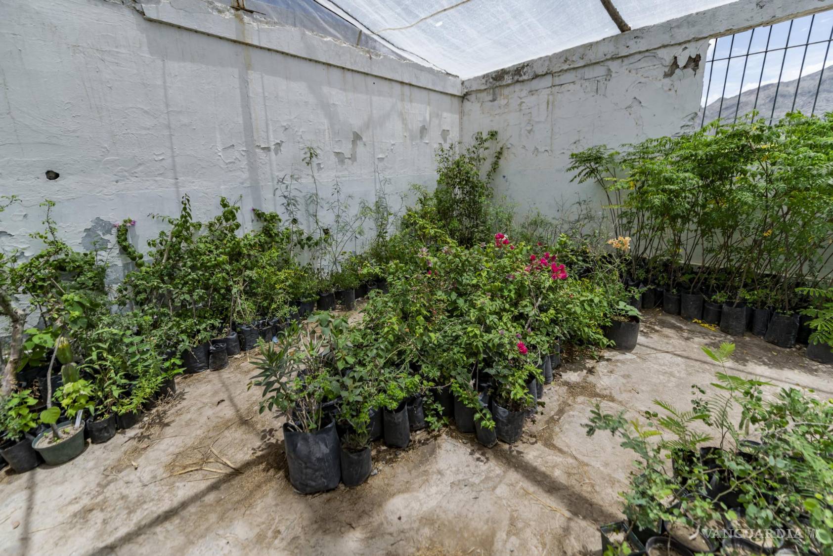 $!Habitantes de Viesca adaptan técnicas amigables con el medio ambiente gracias a investigaciones del CIJE.