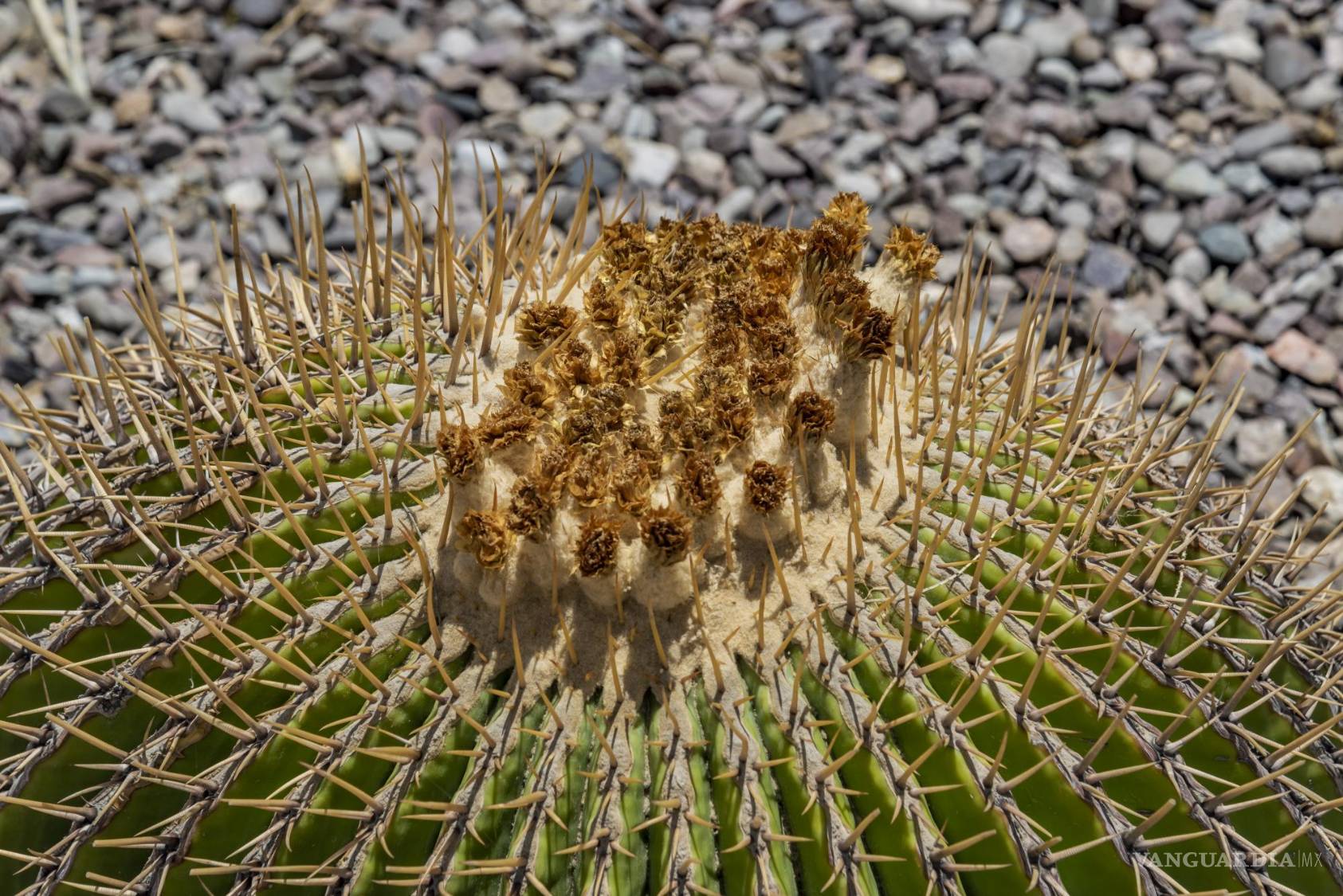 $!Una de las preocupaciones de los investigadores es el riesgo de dejar de contar con el recurso del Conacyt.