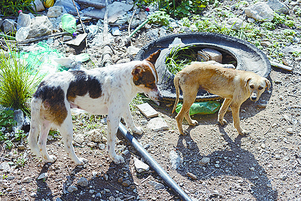 $!Don Pedro, el pastor del Cañón de San Lorenzo y sus 14 chivías