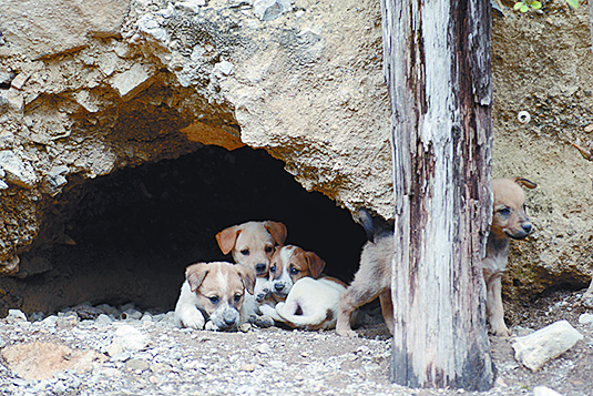 $!Don Pedro, el pastor del Cañón de San Lorenzo y sus 14 chivías