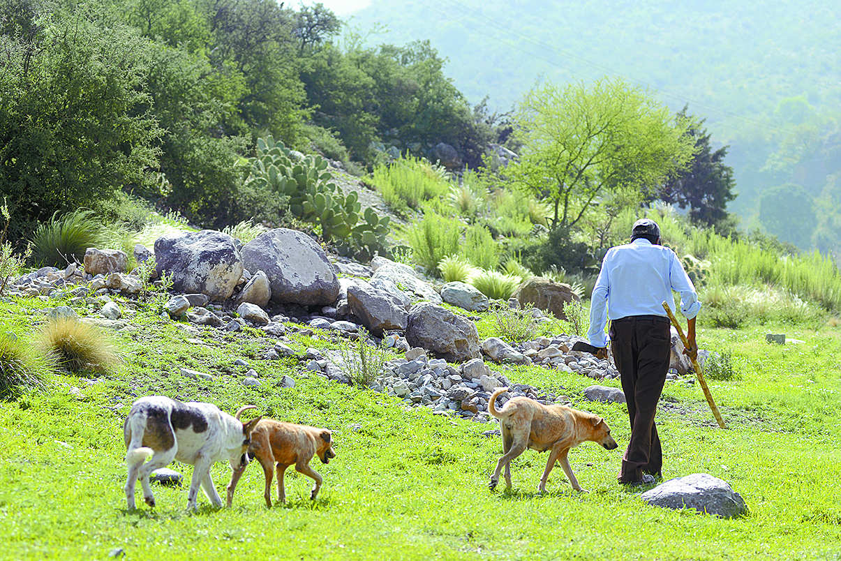 $!Don Pedro, el pastor del Cañón de San Lorenzo y sus 14 chivías