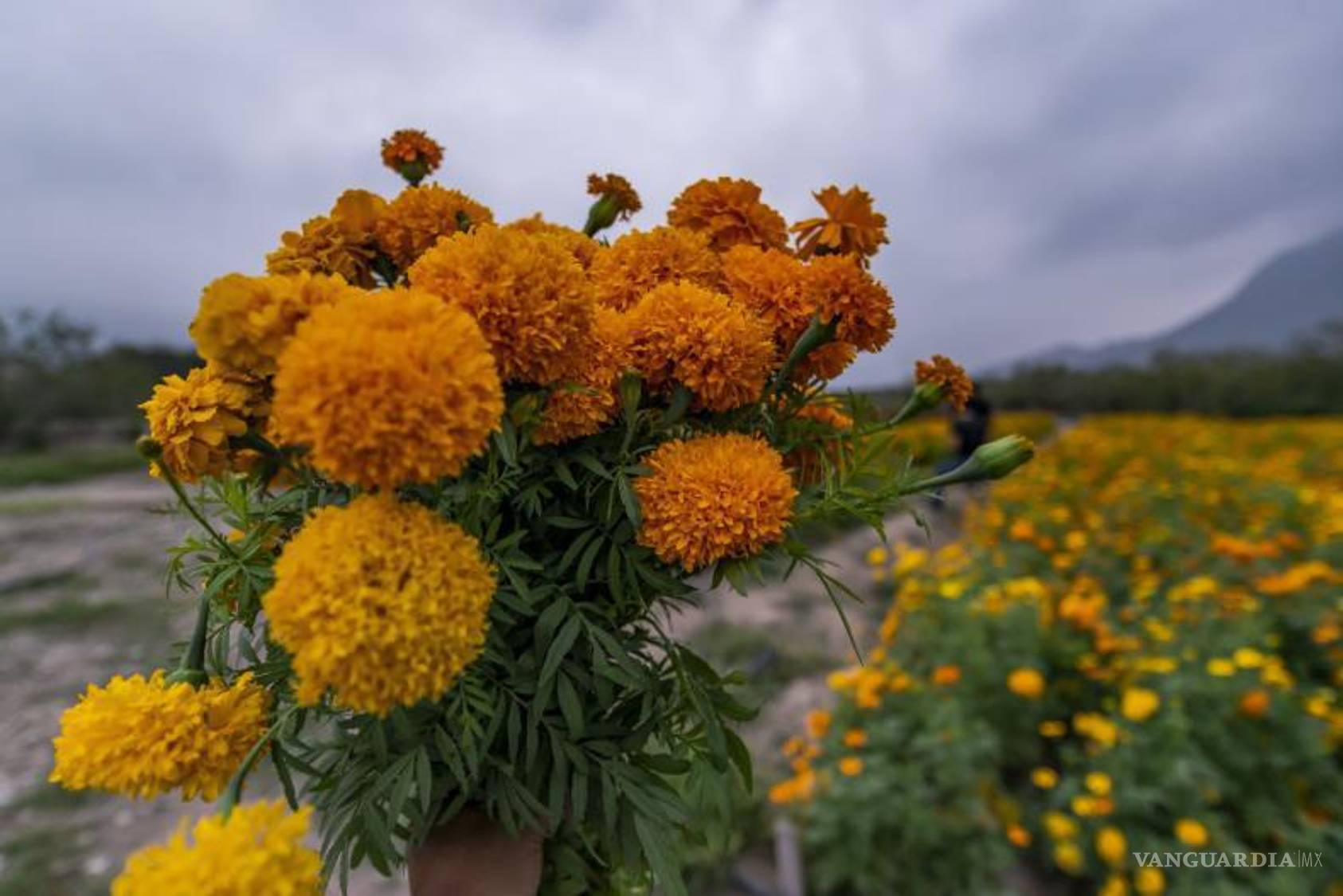 $!El encanto de los sembradíos: un paseo por el ejido La Candelaria.