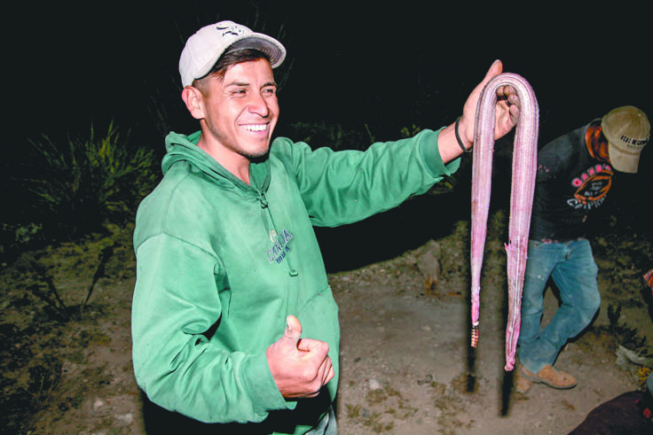 $!El viacrucis de los cabucheros