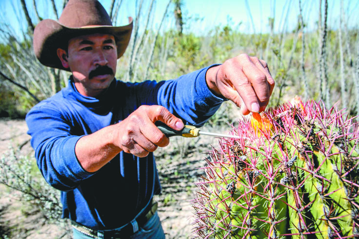 $!El viacrucis de los cabucheros