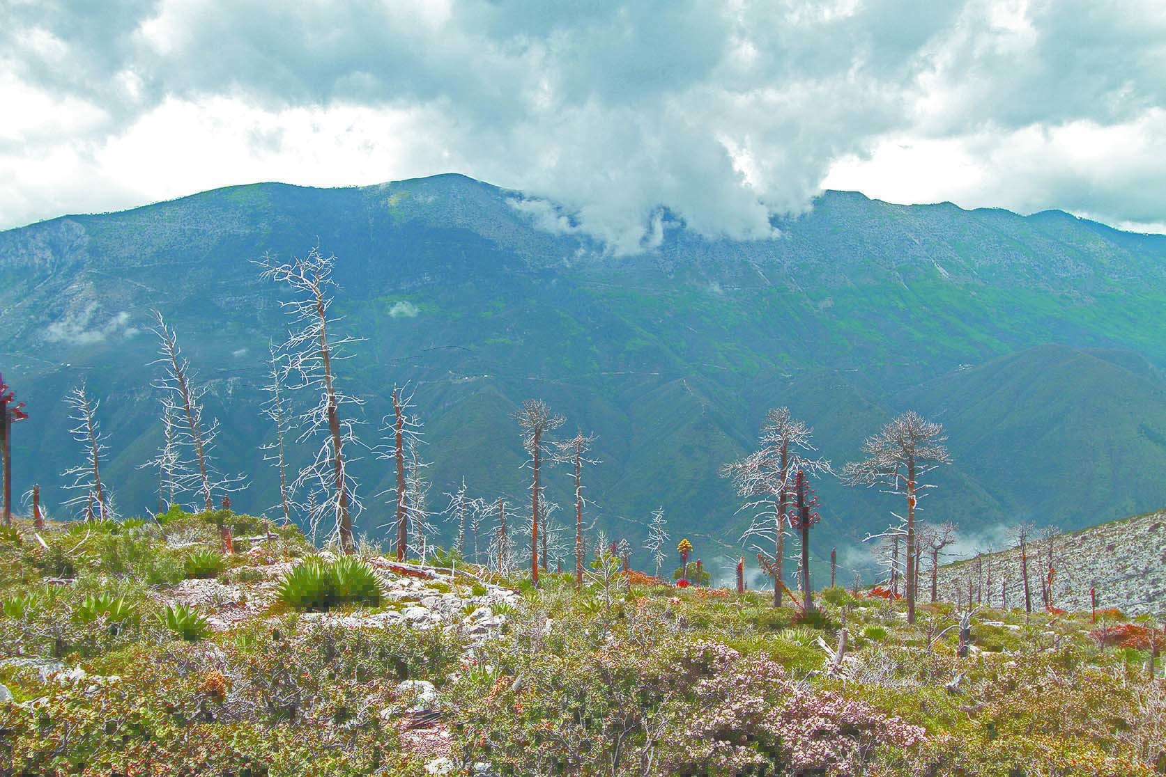 $!Lo que el incendio se llevó: un paisaje que nunca más verán nuestros ojos