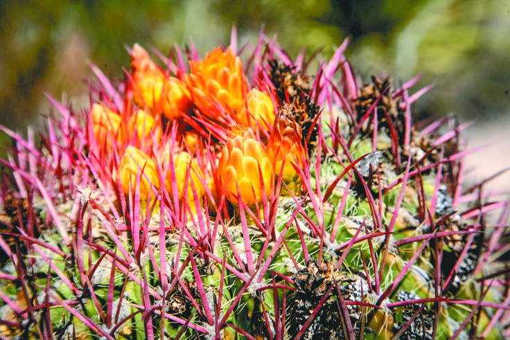 $!El viacrucis de los cabucheros