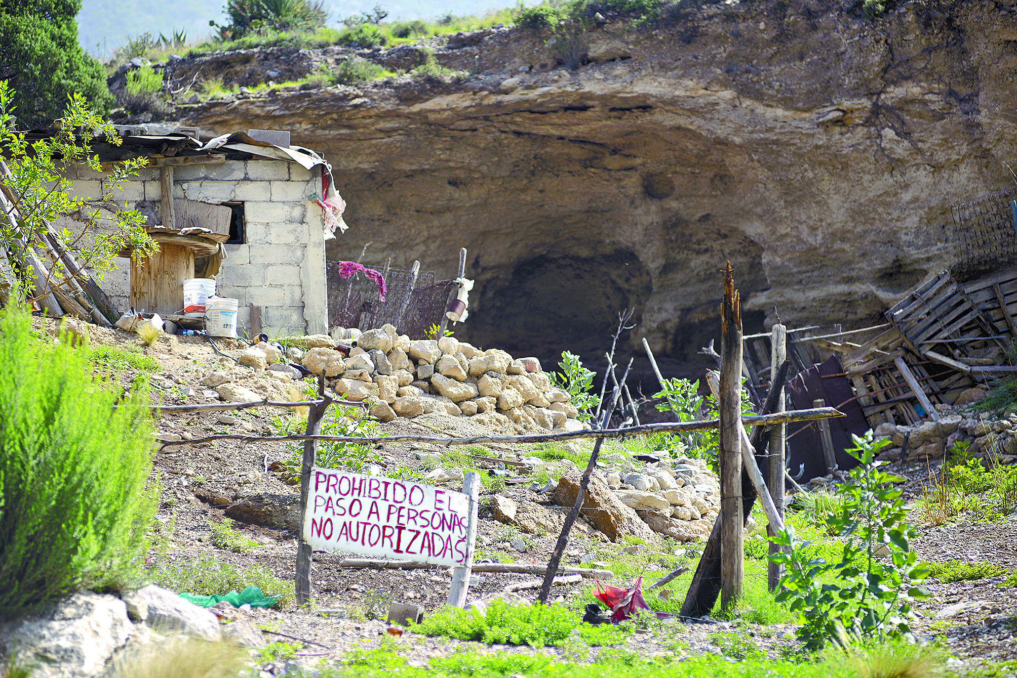 $!Don Pedro, el pastor del Cañón de San Lorenzo y sus 14 chivías