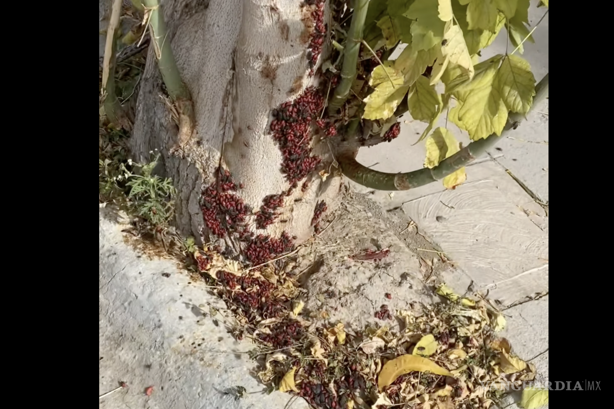 Reportan plaga en colonia de Saltillo y en redes responden: ‘la plaga somos nosotros’
