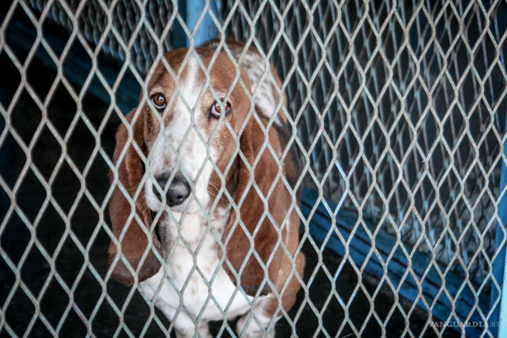 $!La historia de dos hombres que mataron más de 100 mil perros