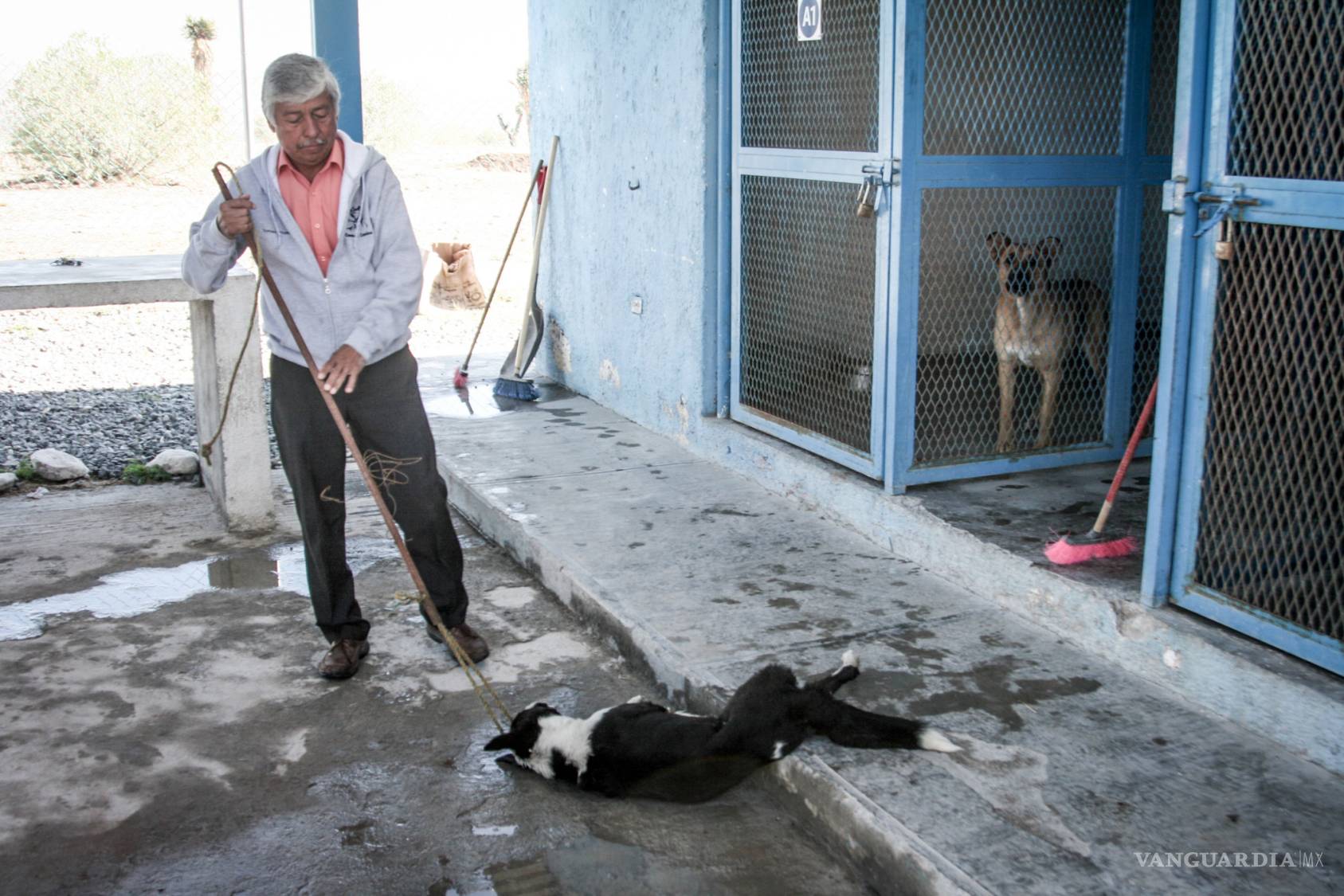 $!La historia de dos hombres que mataron más de 100 mil perros