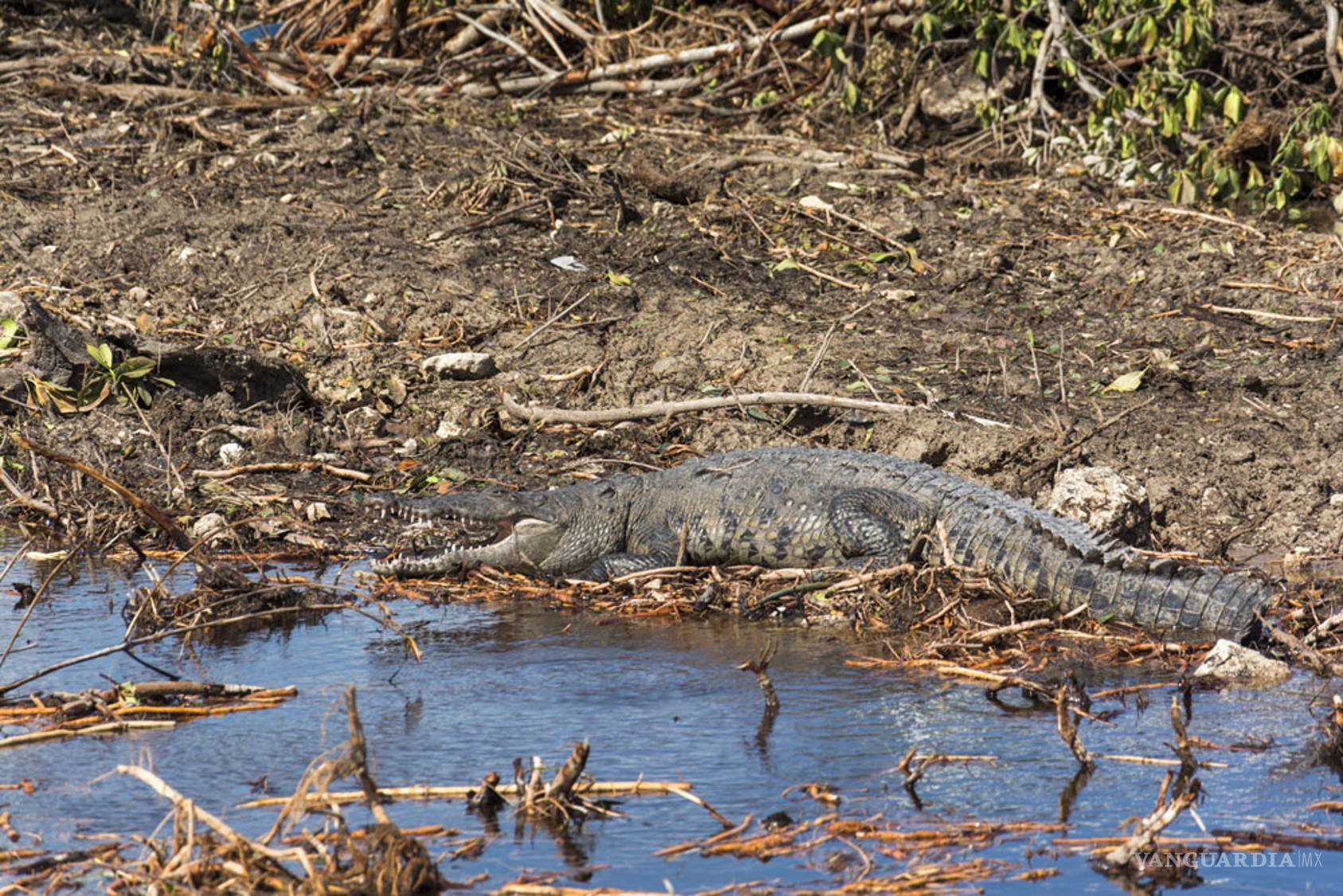 $!La cocodrila que llora a sus hijos en Tajamar
