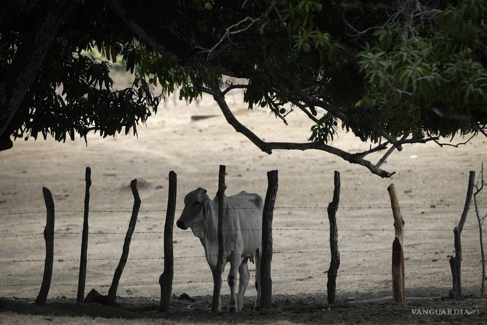 $!Una vaca desnutrida durante la temporada de sequía de 2023, agravada por el fenómeno El Niño, en la Península de Azuero (Panamá).