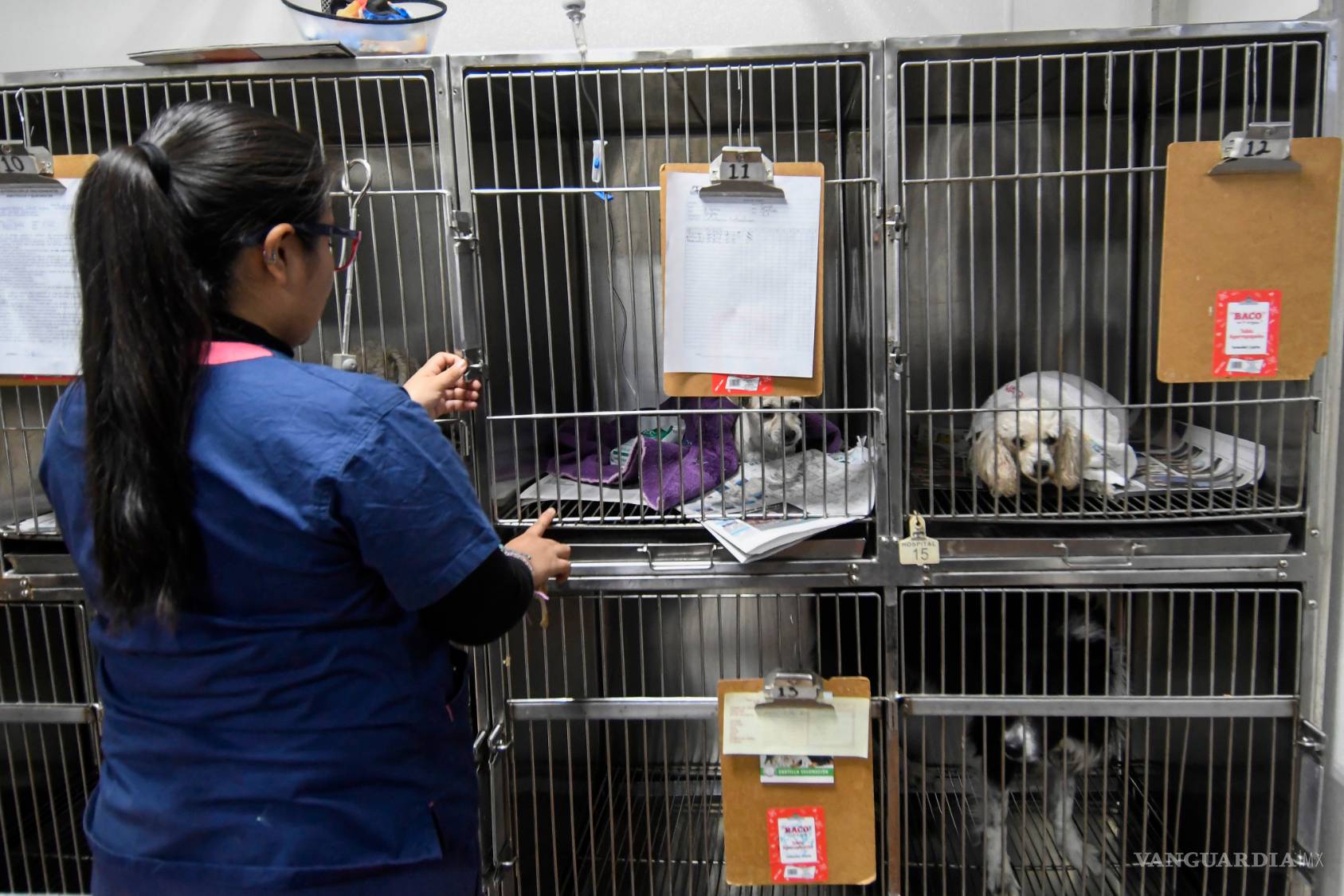 $!¿Ves sufrir a tu mascota cada que hay fuegos artificiales? Entérate cómo evitarles el sufrimiento