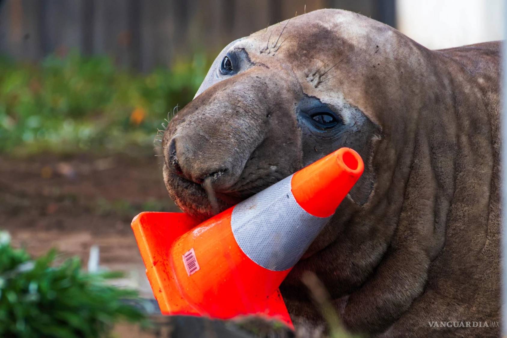 $!Neil, una foca elefante de 1000 kg (2200 libras), juega con un cono de tráfico en Tasmania, Australia, el 27 de junio de 2026.
