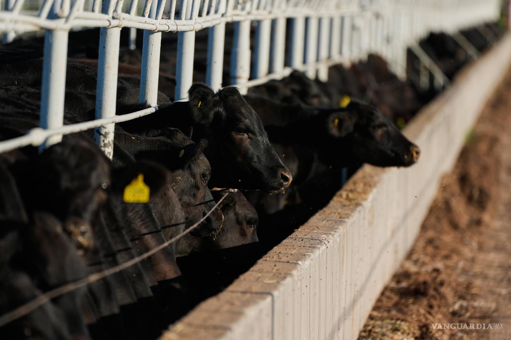 $!Unos terneros se alimentan antes de ser inspeccionados para su exportación a Estados Unidos en una asociación regional de ganaderos en Hermosillo, Sonora.