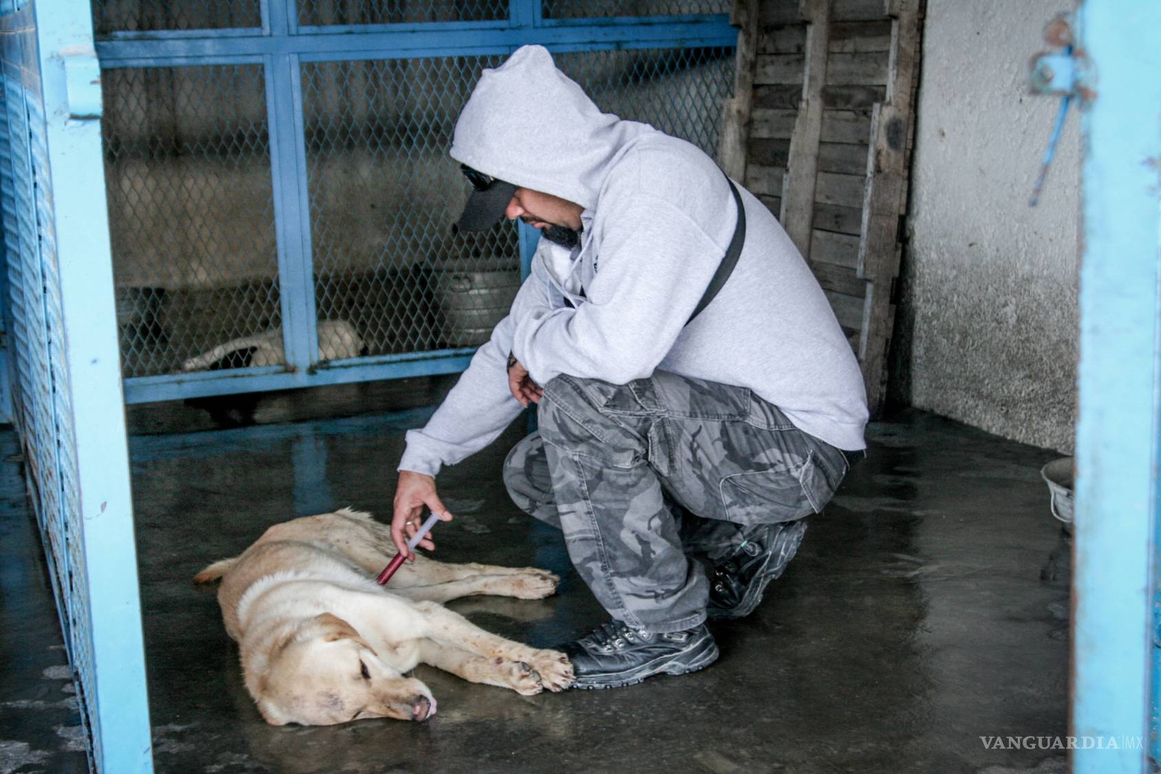 $!La historia de dos hombres que mataron más de 100 mil perros