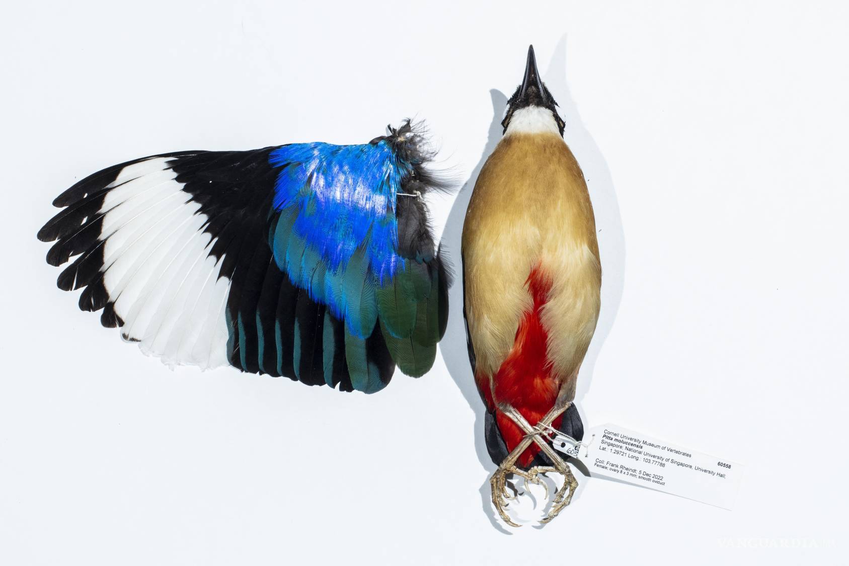 $!El estudio del ADN y la estructura de estas plumas permite a los científicos crear mapas de conservación para especies migratorias.