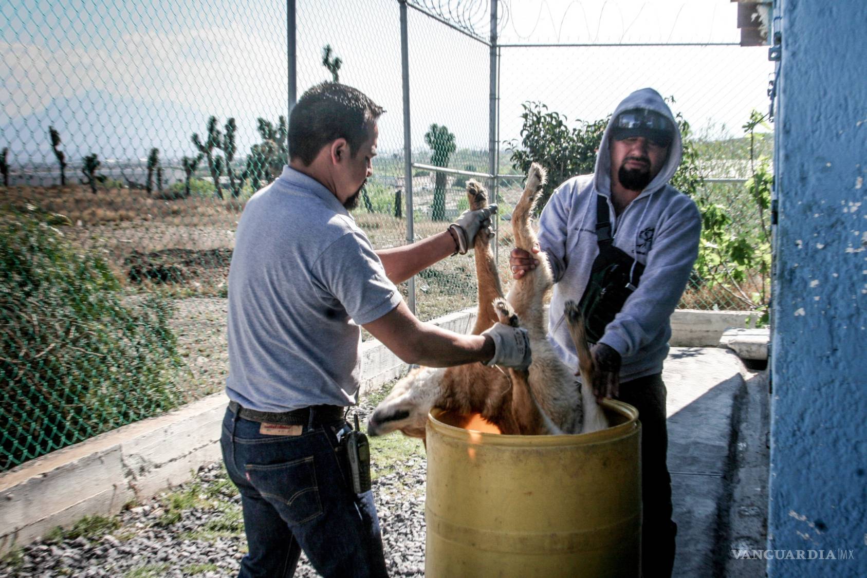 $!La historia de dos hombres que mataron más de 100 mil perros