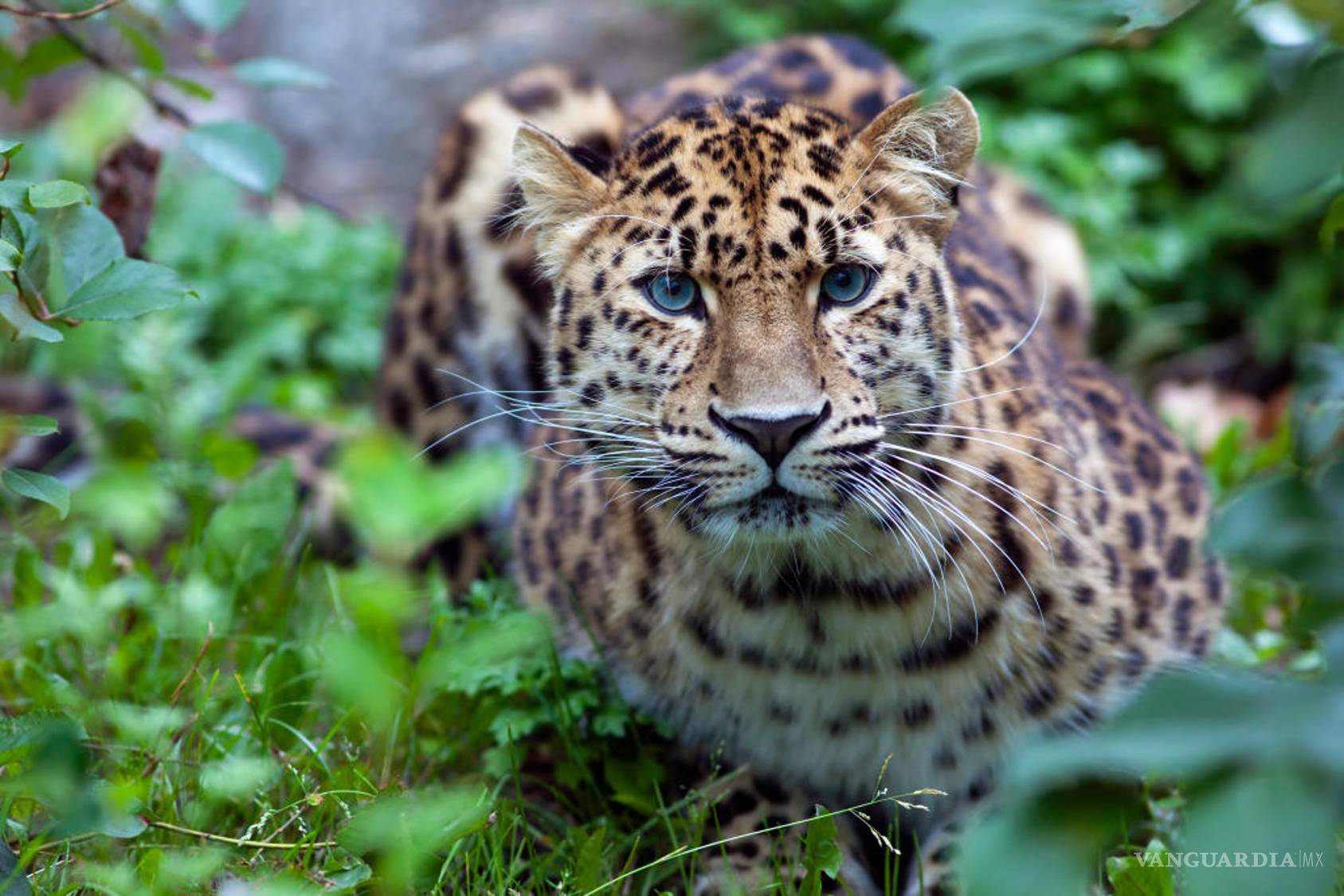 $!Científicos advierten de “aniquilación biológica” de especies animales