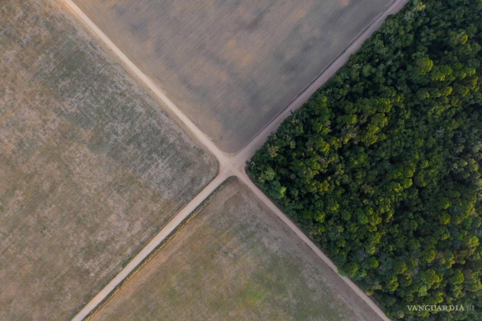 $!Un tramo de selva amazónica se encuentra junto a campos de soja en Belterra, estado de Pará, Brasil, 30 de noviembre de 2019.