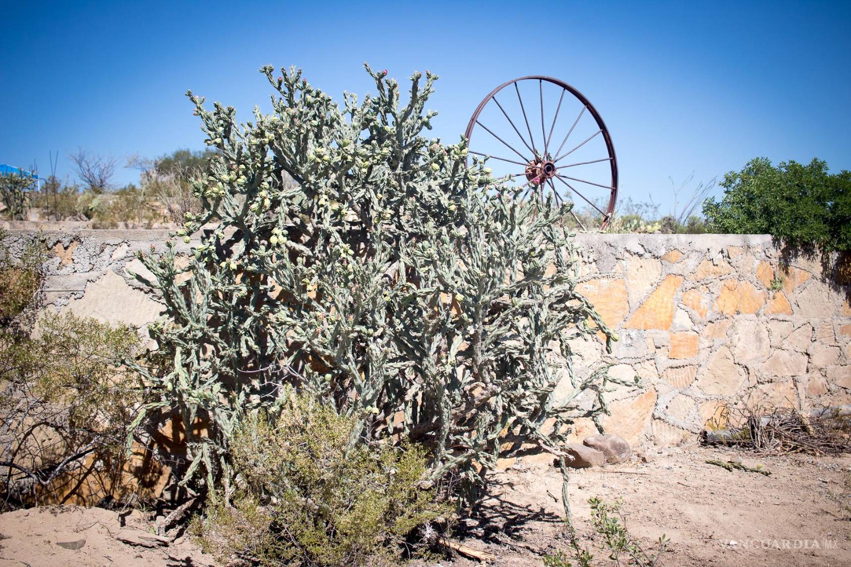 $!La vegetación, los muros y otros objetos incorporados al paisaje forman parte del escenario que los detectoristas deben aprender a recorrer.