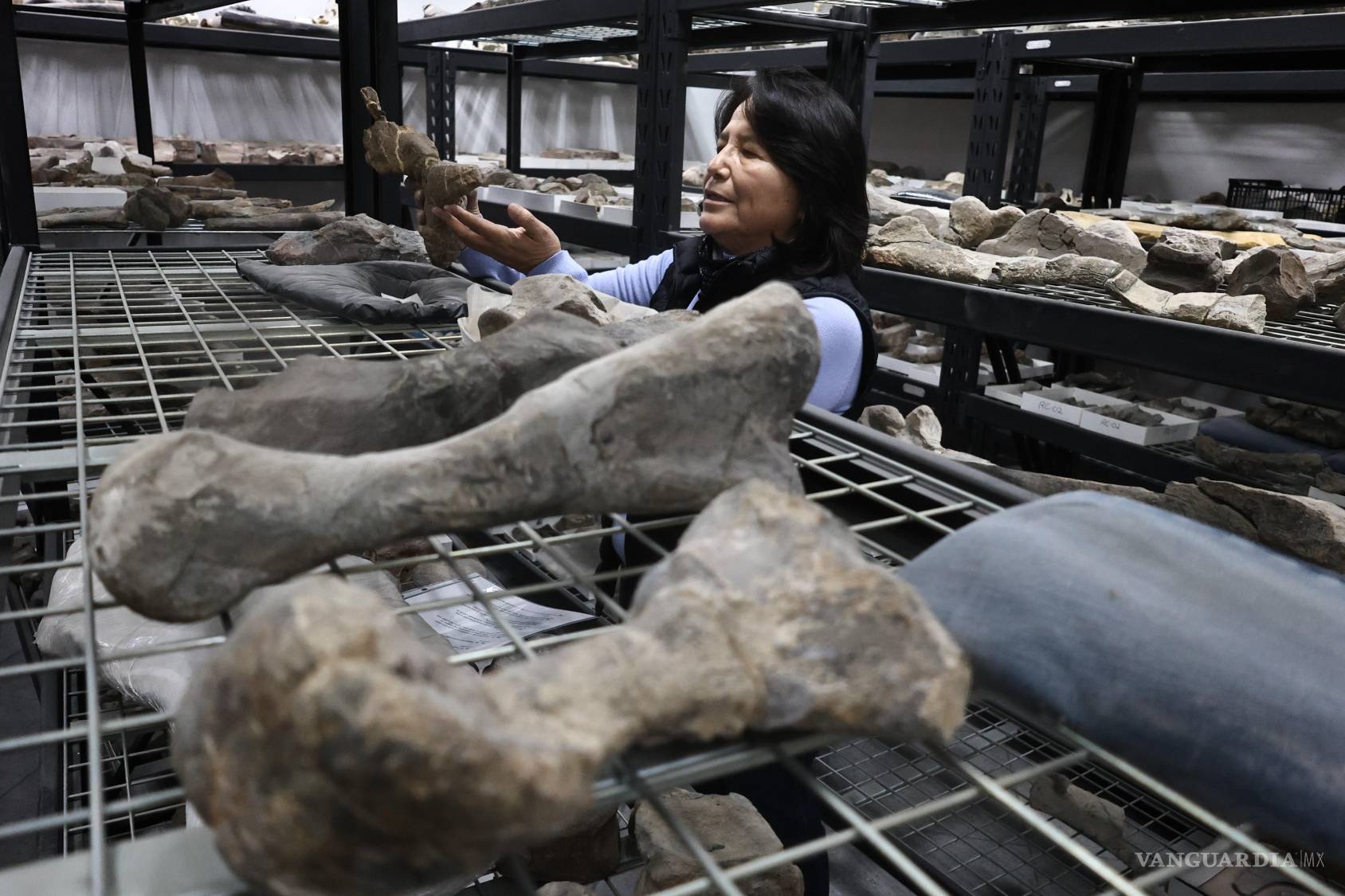 $!Restos fósiles hallados en Coahuila permitieron confirmar la presencia de troodóntidos en la región, un grupo de dinosaurios carnívoros poco documentado en México hasta hace pocos años.