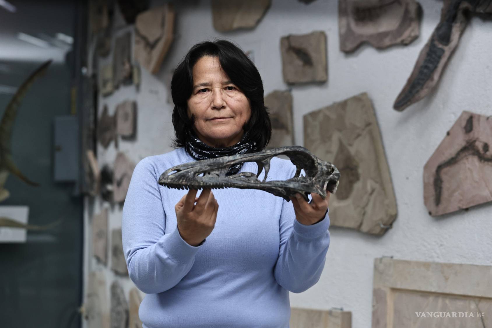 $!El neurocráneo del Xenovenator espinosai, reportado en 2023, es considerado uno de los hallazgos más relevantes por su tamaño y características únicas, que lo distinguen de ejemplares encontrados en otras partes del mundo.