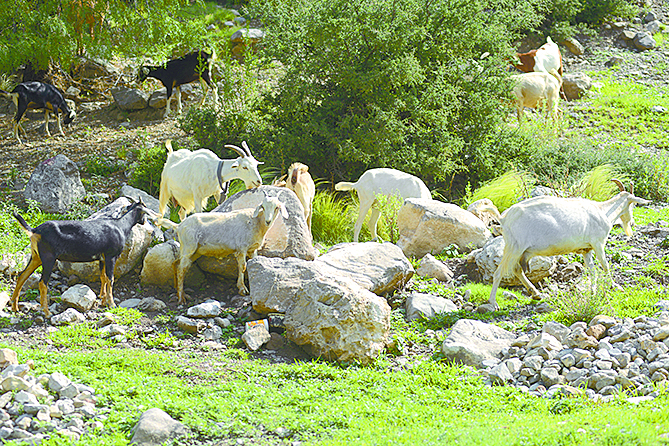 $!Don Pedro, el pastor del Cañón de San Lorenzo y sus 14 chivías