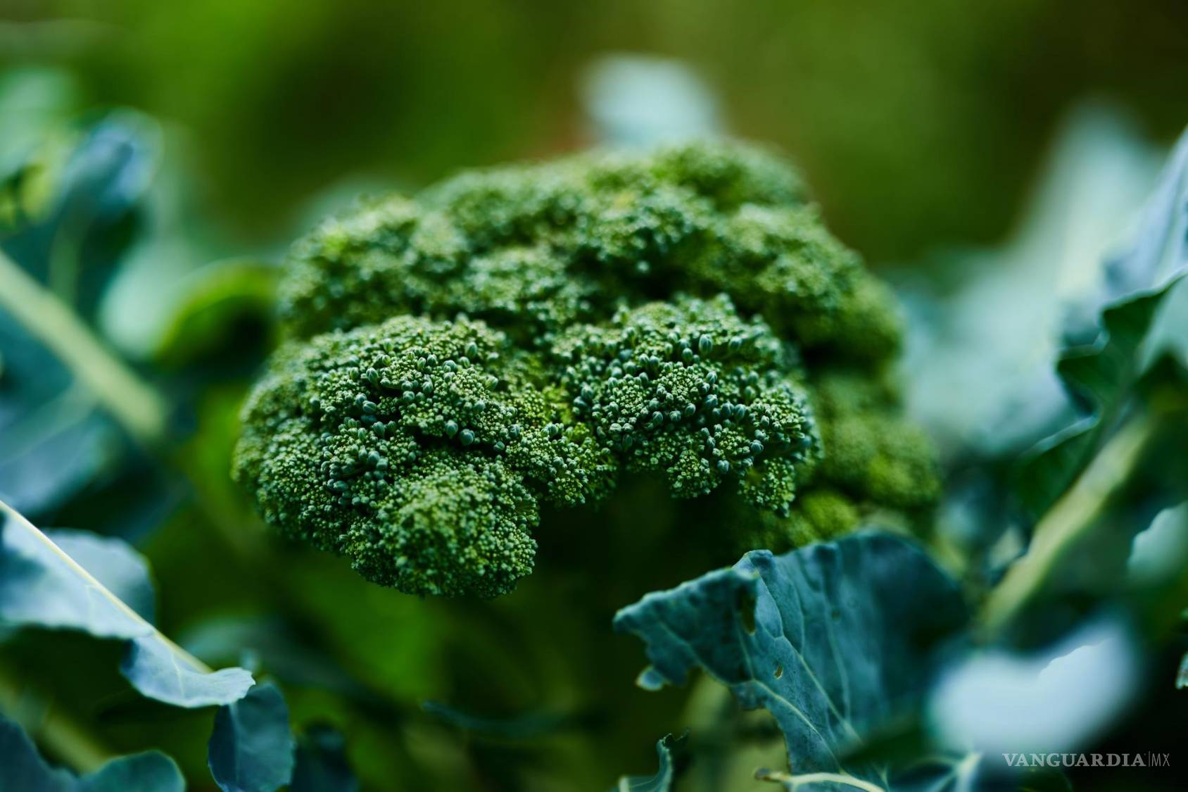 $!Entre los beneficios del brócoli se encuentra la protección al revestimiento del intestino.