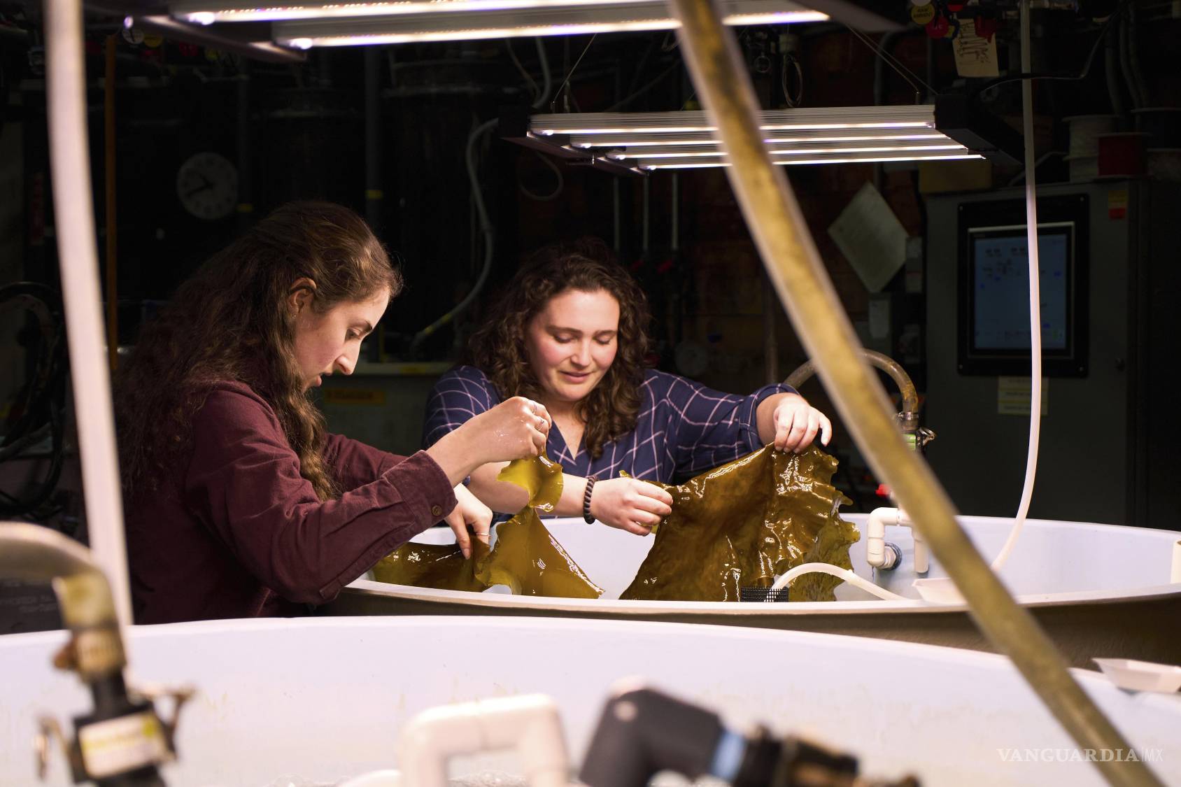 $!Hadley Kerr y Morgan Anthony sostienen trozos de algas marinas cultivadas en tanque en la Institución Oceanográfica Woods Hole en Woods Hole, Massachusetts.