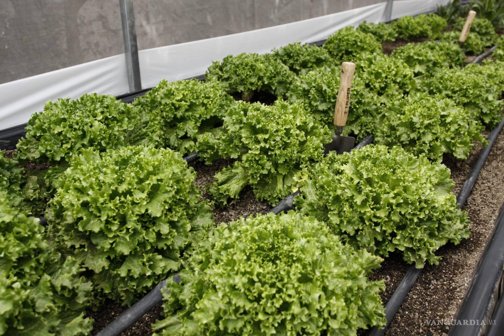 $!Consumidores en EE. UU. evitan las ensaladas tras el aumento de casos de Cyclospora relacionados con lechuga.