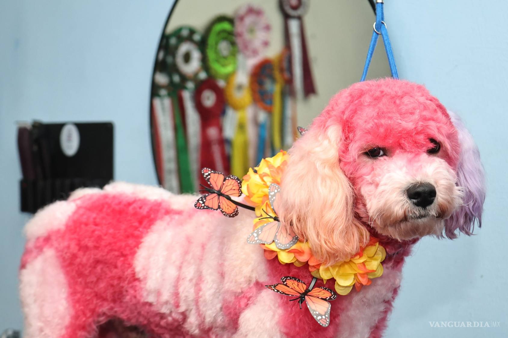 $!Inspirados en los colores y símbolos del Día de Muertos, los diseños buscan rendir homenaje a las tradiciones mexicanas a través del arte en las mascotas.